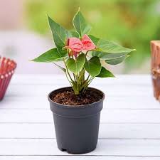Red Anthurium Scherzerianum Flower Seeds for Planting Heirloom Non-GMO High Germination Organic Garden Seeds