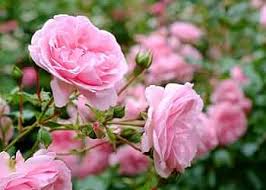 Pink Mont Rose Flower Seeds for Planting – Heirloom Non-GMO High Germination Organic Garden Seeds