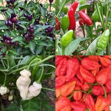 Mixed Chilli Seeds Heirloom Non-GMO High Germination Organic Garden Seeds for Planting