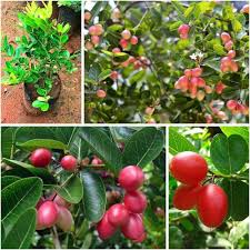 Red Carissa Seeds Heirloom Non-GMO High Germination Organic Garden Seeds for Planting
