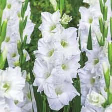 Semillas de flor de gladiolo tristis blanco verde para plantar, reliquia, no transgénicas, alta germinación, semillas de jardín orgánicas