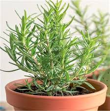 Green Rosemary Plant Seeds for Planting – Heirloom, Non-GMO, High Germination Organic Garden Seeds