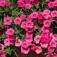 Semillas de flores de Calibrachoa rosa – Heirloom, sin OMG, semillas de jardín orgánicas de alta germinación para sembrar