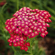 Pink Achillea Ballerina Flower Seeds for Planting – Heirloom, Non-GMO, High Germination Organic Garden Seeds