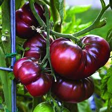 Red Black Tomato Seeds – Heirloom Non-GMO High Germination Organic Garden Seeds