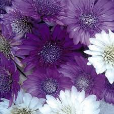 Purple White Xeranthemum Flower Seeds – Heirloom Non-GMO High Germination Organic Garden