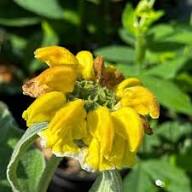 Yellow Phlomis Tuberosa Flower Seeds – Heirloom Non-GMO High Germination Organic Garden Seeds
