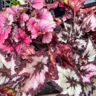 Pink Begonia Rex Flowers Seeds Heirloom Non-GMO High Germination Organic Garden Seeds for Planting