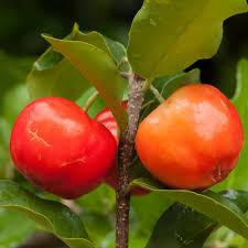 Barbados Cherry Seeds – Heirloom, Non-GMO, High Germination Organic Garden Seeds for Planting Seeds for Planting