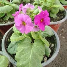 Violet Primula Flower Seeds – Heirloom Non-GMO High Germination Organic Garden Seeds for Planting