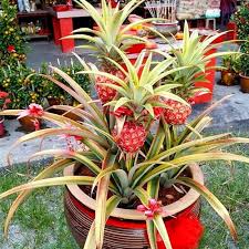 Red Pine Apple Seeds Heirloom Non-GMO High Germination Organic Garden Seeds for Planting