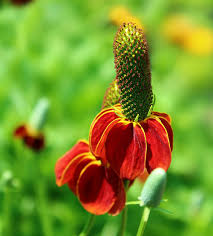 Red Ratibida Flower Seeds Heirloom Non-GMO High Germination Organic Garden Seeds for Planting