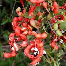 Red Guamuchil Fruit Seeds for Planting – Heirloom Non-GMO High Germination Organic Garden Seeds for Sweet Manila Tamarind Seeds for Planting