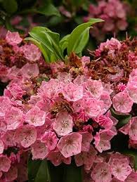 Pink Laurel Flower Seeds – Heirloom, Non-GMO, High Germination Organic Garden Seeds for Planting