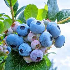 Rabbiteye Blueberries Fruit Seeds for Planting – Heirloom Non-GMO High Germination Organic Garden Seeds