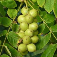Green Walnut Plant Seeds for Planting Nut Trees, Heirloom &amp; Non-GMO High Germination Organic Garden Seeds