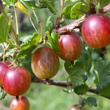Hinnomaki Red Gooseberry Fruit Seeds for Planting Heirloom Non-GMO High Germination Organic Garden Seeds