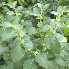 Ashwagandha Plant For Herbal Wellness And Strength Seeds for Planting Heirloom Non-GMO High Germination Organic Garden Seeds
