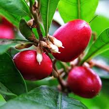 Miracle Berry Fruit Seeds for Planting – Heirloom Non-GMO High Germination Organic Garden Seeds for Sweet Flavor-Changing Fruit Plants