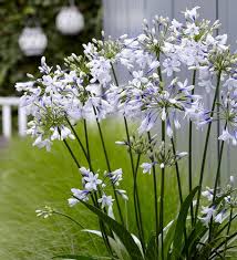 White Agapanthus Flower Seeds Heirloom Non-GMO High Germination Organic Garden Seeds