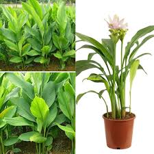 Turmeric Plant Seeds Brown Heirloom Non-GMO High Germination Organic Garden Seeds