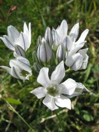 Weiße Brodiaea Blumensamen – Historisch, gentechnikfrei, keimstark, Bio-Gartensamen zum Pflanzen