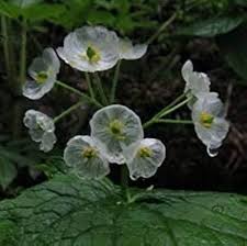 Semillas de flores esqueleto – Herencia, no transgénicas, alta germinación, semillas de jardín orgánicas