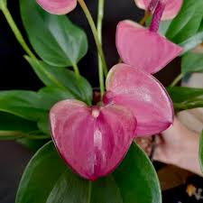 Pink Bonsai Anthurium Flower Seeds Heirloom Non-GMO High Germination Organic Garden Seeds for Planting