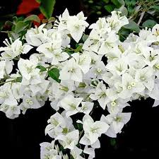 White Burgassiae Flower Seeds – Heirloom, Non-GMO, High Germination Organic Garden Seeds for Planting