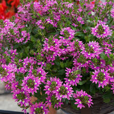 Semillas de flores Scaevola Surdiva Rosada – Semillas de jardín orgánicas de polinización abierta, sin OMG, de alta germinación para sembrar