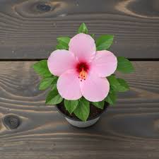 Pink Hibiscus Rosella Flower Seeds for Planting – Heirloom Non-GMO High Germination Organic Garden Seeds