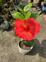 Giant Hibiscus Flower Seeds Red – Heirloom Non-GMO High Germination Organic Garden Seeds for Planting