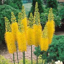 Eremurus Stenophyllus Yellow Flower Seeds – Heirloom Non-GMO High Germination Organic Seeds