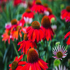 Echinacea Flower Seeds Red – Heirloom, Non-GMO, High Germination Seeds