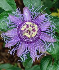 Perennial Passion Flower Seeds PS Purple Heirloom Non-GMO High Germination Organic Garden Seeds for Planting