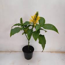 Yellow Justicia Flower Seeds – Heirloom Non-GMO High Germination Organic Garden Seeds