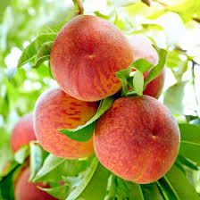 Georgia Belle Peach Seeds for Planting Heirloom Non-GMO High Germination Organic Garden Seeds