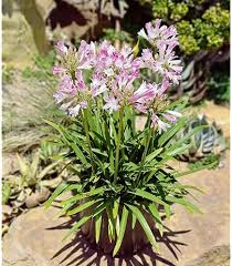 Pink Agapanthus Flower Seeds for Planting – Heirloom, Non-GMO, High Germination Organic Garden Seeds