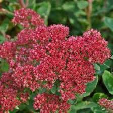 Pink Sedum Flower Seeds for Planting – Heirloom, Non-GMO, High Germination Organic Garden Seeds