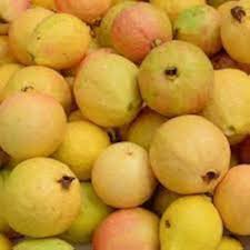 Yellow Mexican Cream Guava Fruit Seeds for Planting | Heirloom Non-GMO High Germination Organic Garden Seeds Sweet Tropical Guavas
