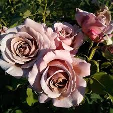 Amnesia Rose Flower Seeds for Planting – Heirloom Non-GMO High Germination Organic Garden Seeds