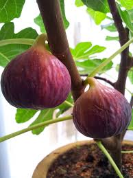 Fig Seeds Red Heirloom Non-GMO High Germination Organic Garden Seeds for Planting