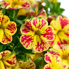 Yellow Pink Petunia Flower Seeds – Heirloom Non-GMO High Germination Organic Garden Seeds