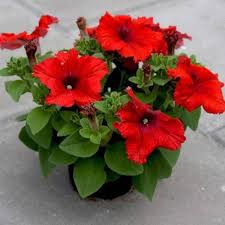 Red Petunia Flower Seeds Heirloom Non-GMO High Germination Organic Garden Seeds