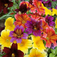 Salpiglossis Flower Seeds – Heirloom Non-GMO High Germination Organic Garden Seeds