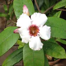Strophanthus Flower Seeds White for Planting – Heirloom, Non-GMO, High Germination Organic Garden Seeds