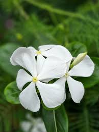 Periwinkle Flower Seeds White Heirloom Non-GMO High Germination Organic Garden Seeds for Planting