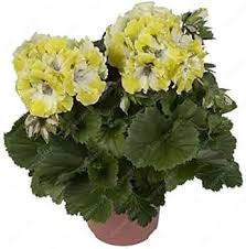 Yellow Bonsai Geranium Flower Seeds Heirloom Non-GMO High Germination Organic Garden Seeds
