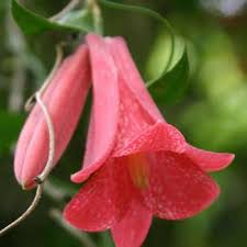 Red Lapageria Flower Seeds – Heirloom, Non-GMO, High Germination Seeds