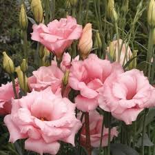 Pink Linanthus Grandiflorus Flower Seeds – Seeds for Planting, Heirloom, Non-GMO, High Germination Organic Garden Seeds